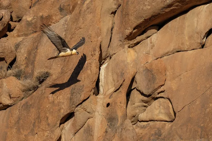 Framed Print : Bearded vulture (Gypaetus barbatus) in flight among the red granite hills of the Margaz Mountains, Western Mongolia Framed Print : Bearded vulture (Gypaetus barbatus) in flight among the red granite hills of the Margaz Mountains, Western Mongolia