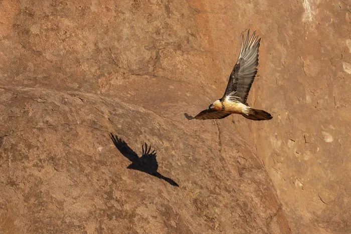 Framed Print : Bearded vulture (Gypaetus barbatus) in flight among the red granite hills of the Margaz Mountains, Western Mongolia Framed Print : Bearded vulture (Gypaetus barbatus) in flight among the red granite hills of the Margaz Mountains, Western Mongolia