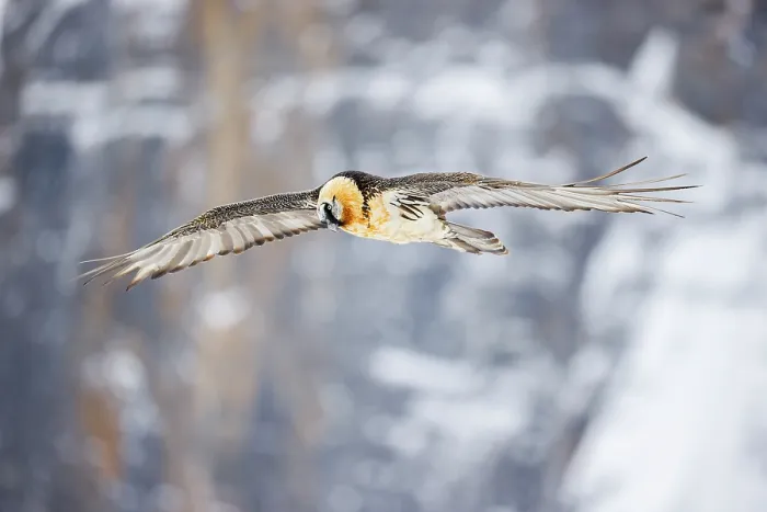 Framed Print : Bearded vulture (Gypaetus barbatus) in flight in winter, Alps, Switzerland. January Framed Print : Bearded vulture (Gypaetus barbatus) in flight in winter, Alps, Switzerland. January