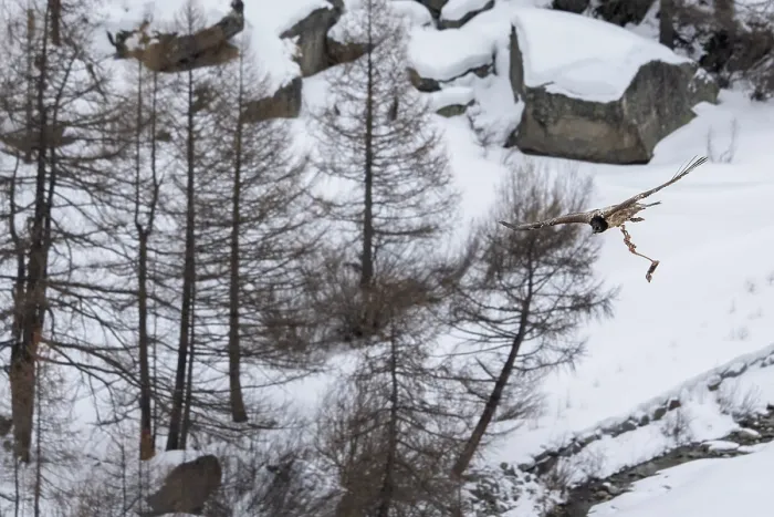 Framed Print : Bearded vulture (Gypaetus barbatus) in flight over winter landscape with the remains of Chamois (Rupicapra rupicapra) prey in its claws, Gran Paradiso National Park, Aosta Valley Framed Print : Bearded vulture (Gypaetus barbatus) in flight over winter landscape with the remains of Chamois (Rupicapra rupicapra) prey in its claws, Gran Paradiso National Park, Aosta Valley