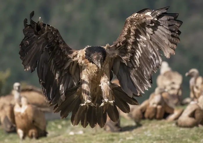 Framed Print : Bearded vulture (Gypaetus barbatus) juvenile, landing among a group of Griffon vultures (Gyps fulvus) at feeding site with a wooded hillside behind, Lamiana, Aragon Framed Print : Bearded vulture (Gypaetus barbatus) juvenile, landing among a group of Griffon vultures (Gyps fulvus) at feeding site with a wooded hillside behind, Lamiana, Aragon