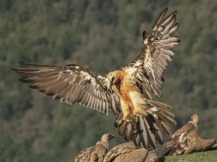 Framed Print : Bearded vulture (Gypaetus barbatus) landing among flock of Griffon vultures (Gyps fulvus) at feeding site, with wooded hillside behind, Lamiana, Aragon, Spanish Pyrenees, Spain Framed Print : Bearded vulture (Gypaetus barbatus) landing among flock of Griffon vultures (Gyps fulvus) at feeding site, with wooded hillside behind, Lamiana, Aragon, Spanish Pyrenees, Spain