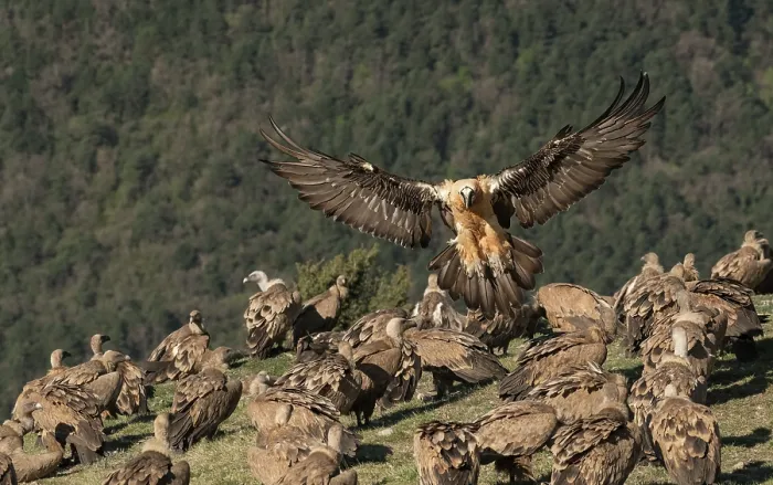Framed Print : Bearded vulture (Gypaetus barbatus) landing among large flock of Griffon vultures (Gyps fulvus) at feeding site, with wooded hillside behind, Lamiana, Aragon, Spanish Pyrenees Framed Print : Bearded vulture (Gypaetus barbatus) landing among large flock of Griffon vultures (Gyps fulvus) at feeding site, with wooded hillside behind, Lamiana, Aragon, Spanish Pyrenees
