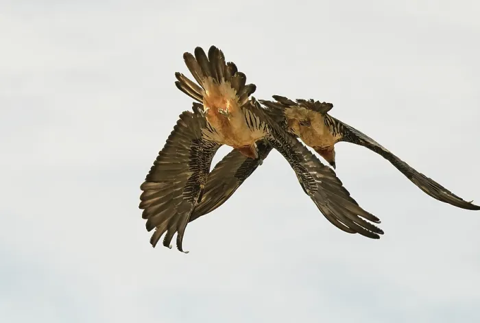 Framed Print : Bearded vulture (Gypaetus barbatus) pair, flying in close parallel formation, courtship display, Lamiana, Aragon, Spanish Pyrenees, Spain. April Framed Print : Bearded vulture (Gypaetus barbatus) pair, flying in close parallel formation, courtship display, Lamiana, Aragon, Spanish Pyrenees, Spain. April