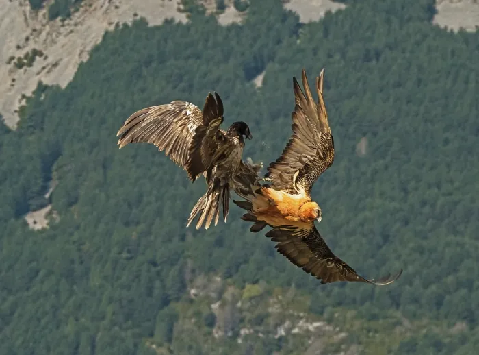 Framed Print : Bearded vulture (Gypaetus barbatus) pair, in flight over hillside, male talon grappling with female in courtship display, Lamiana, Aragon, Spanish Pyrenees, Spain. April