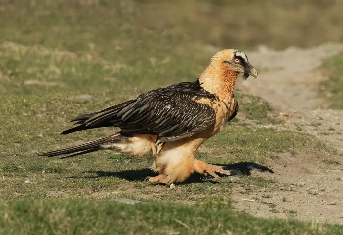 Framed Print : Bearded vulture (Gypaetus barbatus) walking over hillside, Lamiana, Aragon, Spanish Pyrenees, Spain. April