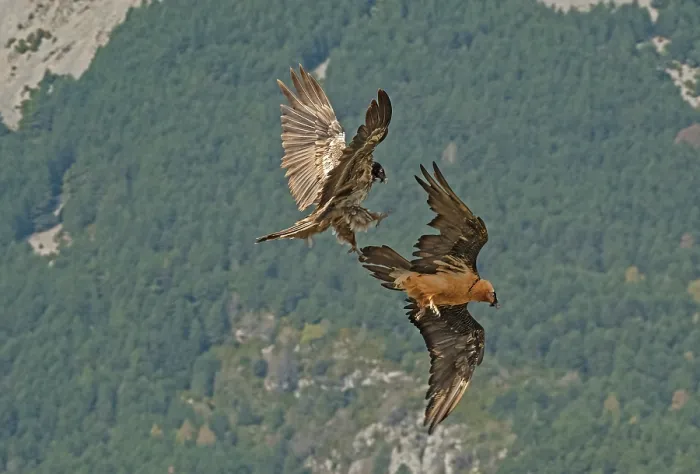 Framed Print : Two Bearded vultures (Gypaetus barbatus) in courtship display over a hillside, immature male trying to talon grapple with a mature female, Lamiana, Aragon, Spanish Pyrenees Framed Print : Two Bearded vultures (Gypaetus barbatus) in courtship display over a hillside, immature male trying to talon grapple with a mature female, Lamiana, Aragon, Spanish Pyrenees