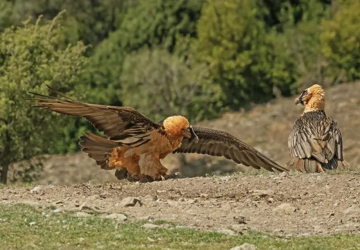 Framed Print : Two Bearded vultures (Gypaetus barbatus) fighting over food, one with wings spread in threatening posture, Lamiana, Aragon, Spanish Pyrenees, Spain. April Framed Print : Two Bearded vultures (Gypaetus barbatus) fighting over food, one with wings spread in threatening posture, Lamiana, Aragon, Spanish Pyrenees, Spain. April
