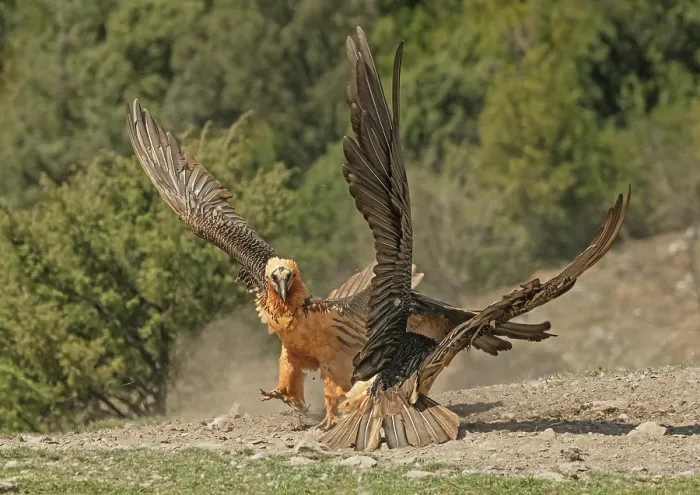 Framed Print : Two Bearded vultures (Gypaetus barbatus) fighting over food at at feeding site. One threatening and rushing at the other which is defending itself Framed Print : Two Bearded vultures (Gypaetus barbatus) fighting over food at at feeding site. One threatening and rushing at the other which is defending itself