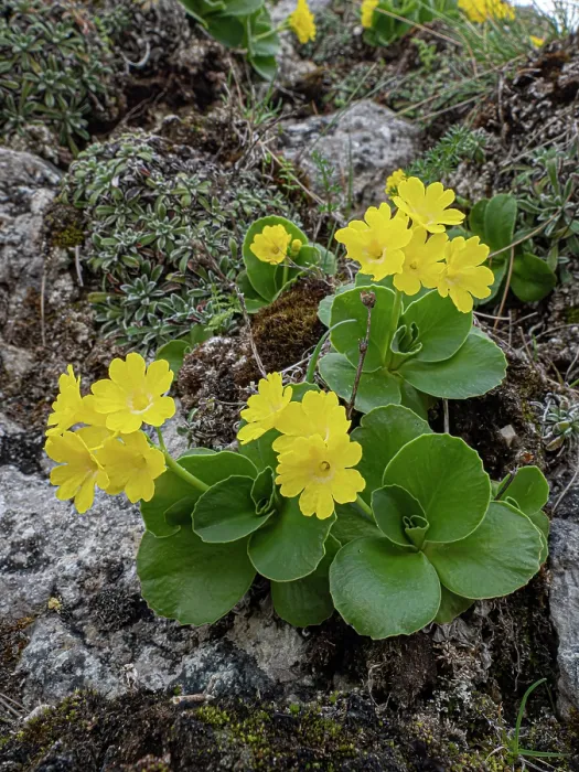 Framed Print : Bear's ear primrose (Primula auricula) in flower, Campo Imperatore, Gran Sasso, Abruzzo, Italy. May Framed Print : Bear's ear primrose (Primula auricula) in flower, Campo Imperatore, Gran Sasso, Abruzzo, Italy. May