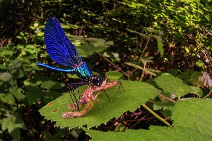Framed Print : Beautiful demoiselle (Calopteryx virgo) feeding on Mayfly (Ephemera sp.) prey, on foliage overhanging a small stream, Genova, Italy. July Framed Print : Beautiful demoiselle (Calopteryx virgo) feeding on Mayfly (Ephemera sp.) prey, on foliage overhanging a small stream, Genova, Italy. July