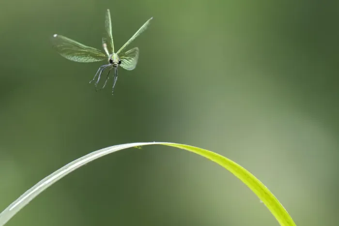 Framed Print : Beautiful demoiselle damselfly (Calopteryx virgo) female flying, Peerdsbos, Brasschaat, Belgium Framed Print : Beautiful demoiselle damselfly (Calopteryx virgo) female flying, Peerdsbos, Brasschaat, Belgium