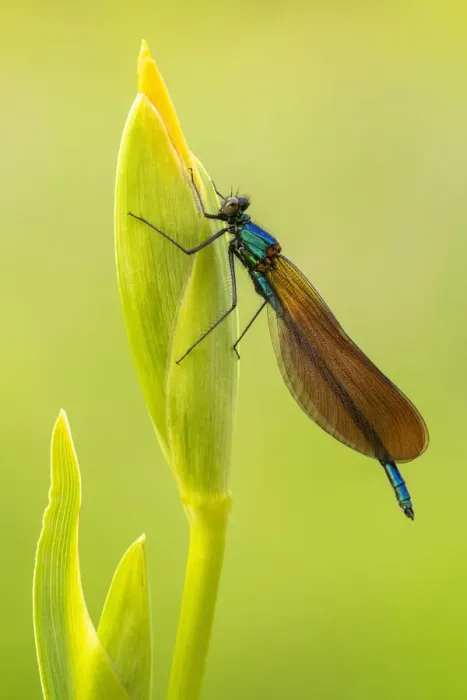 Framed Print : Beautiful demoiselle damselfly (Calopteryx virgo) female resting on Yellow iris Framed Print : Beautiful demoiselle damselfly (Calopteryx virgo) female resting on Yellow iris