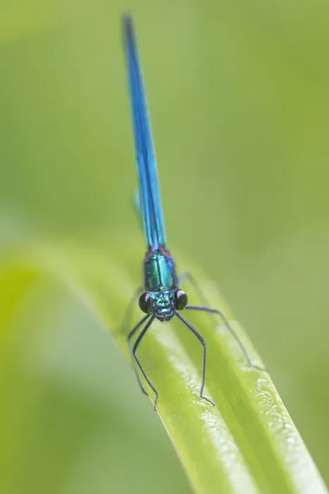 Framed Print : Beautiful demoiselle damselfly (Calopteryx virgo) male, Peerdsbos, Brasschaat, Belgium Framed Print : Beautiful demoiselle damselfly (Calopteryx virgo) male, Peerdsbos, Brasschaat, Belgium