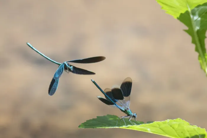 Framed Print : Beautiful demoiselle damselfly (Calopteryx virgo) male flying above Banded Demoiselle Framed Print : Beautiful demoiselle damselfly (Calopteryx virgo) male flying above Banded Demoiselle