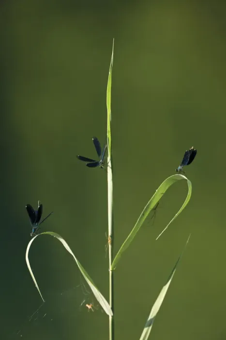 Framed Print : Three Beautiful demoiselles (Calopteryx virgo) and spiders on grass, Trebizat river