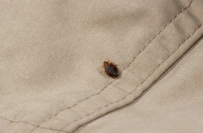 Framed Print : Bed bug (Cimex lectularius) on cloth. Bred specimen. Controlled conditions Framed Print : Bed bug (Cimex lectularius) on cloth. Bred specimen. Controlled conditions