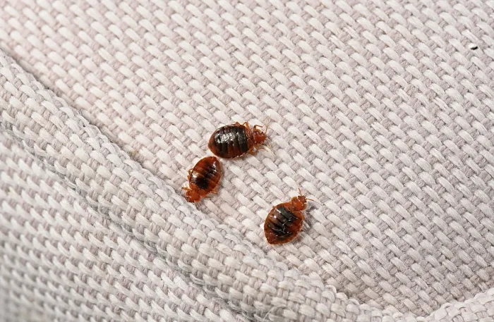 Framed Print : Three Bed bugs (Cimex lectularius) on cloth. Bred specimen. Controlled conditions Framed Print : Three Bed bugs (Cimex lectularius) on cloth. Bred specimen. Controlled conditions