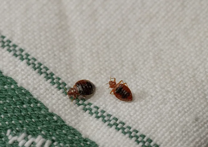 Framed Print : Two Bed bugs (Cimex lectularius) on cloth. Bred specimen. Controlled conditions Framed Print : Two Bed bugs (Cimex lectularius) on cloth. Bred specimen. Controlled conditions