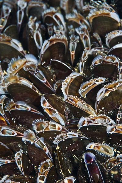 Bed of Common mussels (Mytilus edulis) growing on rocks, feeding, Megavissey, Cornwall