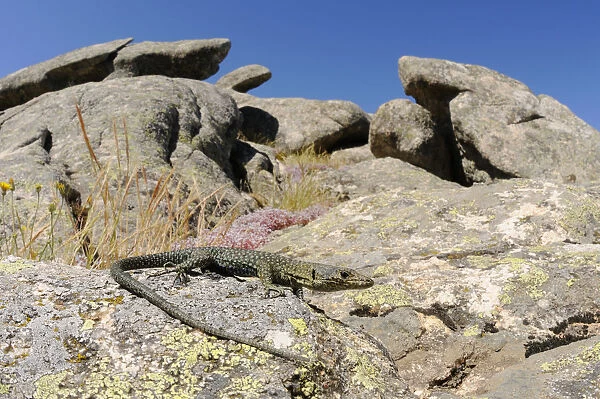 Bedriagas rock lizard, (Archaeolacerta bedriagae), Sardinia, Italy, June. Non-ex