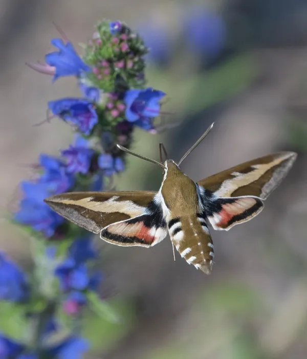 Framed Print : Bedstraw hawk-moth (Hyles gallii) nectaring on Viper's bugloss, Estonia. June Framed Print : Bedstraw hawk-moth (Hyles gallii) nectaring on Viper's bugloss, Estonia. June