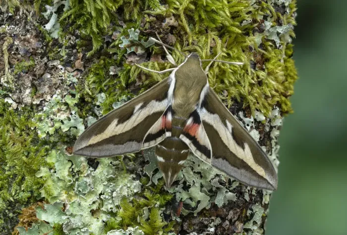 Framed Print : Bedstraw hawk-moth (Hyles gallii) Wallis, Switzerland, April. Controlled conditions Framed Print : Bedstraw hawk-moth (Hyles gallii) Wallis, Switzerland, April. Controlled conditions