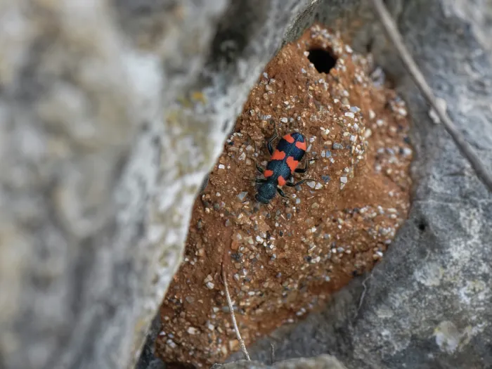 Framed Print : Bee beetle / Bee-wolf (Trichodes apiarius) a nest parasite of bees, on nest of a Black mud bee / Wall bee (Megachile parietina), Corfu, Greece. May Framed Print : Bee beetle / Bee-wolf (Trichodes apiarius) a nest parasite of bees, on nest of a Black mud bee / Wall bee (Megachile parietina), Corfu, Greece. May