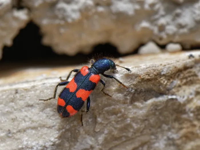 Framed Print : Bee beetle / Bee-wolf (Trichodes apiarius) a nest parasite of bees, climbing on a stone wall, Corfu, Greece. May Framed Print : Bee beetle / Bee-wolf (Trichodes apiarius) a nest parasite of bees, climbing on a stone wall, Corfu, Greece. May