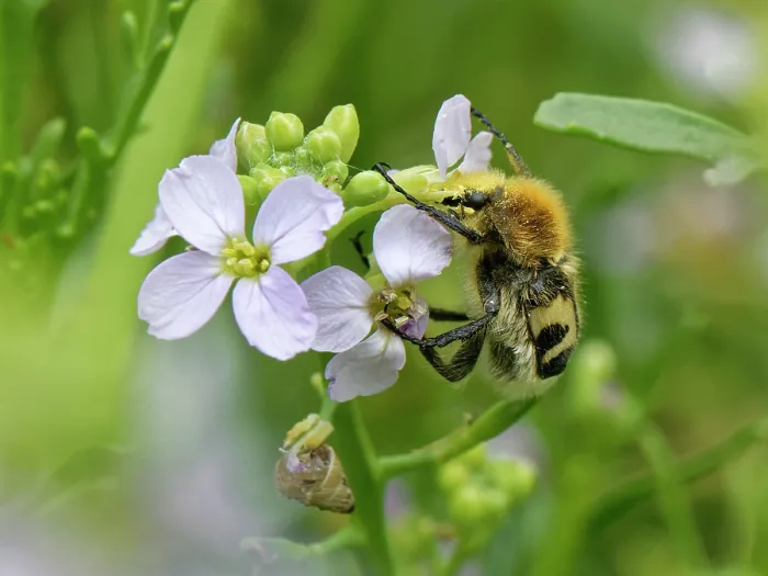 Framed Print : Bee beetle (Trichius fasciatus), a bumblebee mimic, feeding on Sea rocket (Cakile maritima) flowers, Kenfig National Nature Reserve, Glamorgan, Wales, UK. June