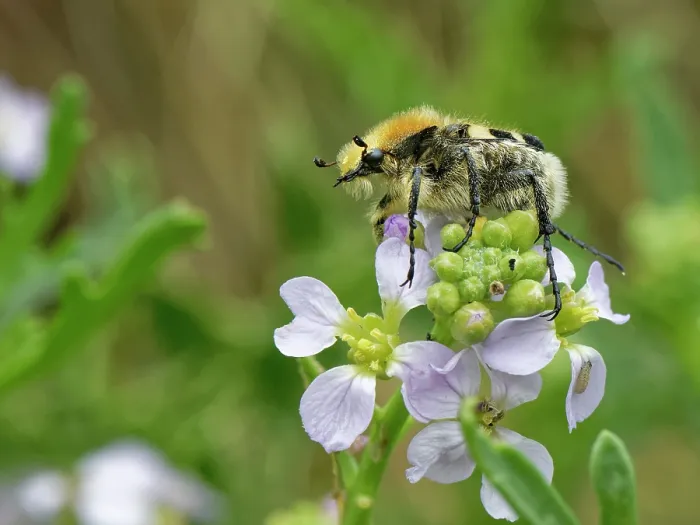 Framed Print : Bee beetle (Trichius fasciatus), a bumblebee mimic, resting on Sea rocket (Cakile maritima) flowers, Kenfig National Nature Reserve, Glamorgan, Wales, UK. June Framed Print : Bee beetle (Trichius fasciatus), a bumblebee mimic, resting on Sea rocket (Cakile maritima) flowers, Kenfig National Nature Reserve, Glamorgan, Wales, UK. June