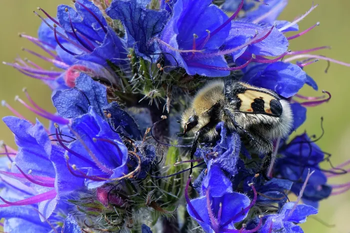 Framed Print : Bee beetle (Trichius fasciatus), a bumblebee mimic, foraging on Vipers bugloss (Echium vulgare) flowers, Kenfig National Nature Reserve, Glamorgan, Wales, UK. June Framed Print : Bee beetle (Trichius fasciatus), a bumblebee mimic, foraging on Vipers bugloss (Echium vulgare) flowers, Kenfig National Nature Reserve, Glamorgan, Wales, UK. June