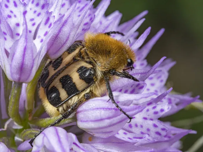 Framed Print : Bee beetle (Trichius fasciatus) usually found on flowers Framed Print : Bee beetle (Trichius fasciatus) usually found on flowers