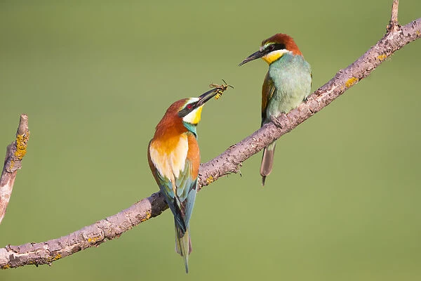 Bee-eater (Merops apiaster) male offering wasp as nuptial gift, Hungary. June