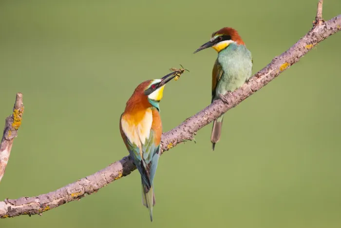 Framed Print : Bee-eater (Merops apiaster) male offering wasp as nuptial gift, Hungary. June Framed Print : Bee-eater (Merops apiaster) male offering wasp as nuptial gift, Hungary. June
