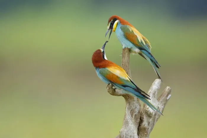 Framed Print : Bee-eater (Merops apiaster) offering mate beetle, Sierra de Grazalema Natural Park Framed Print : Bee-eater (Merops apiaster) offering mate beetle, Sierra de Grazalema Natural Park