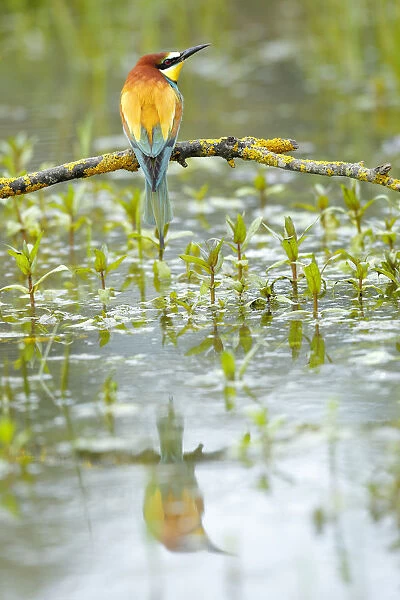 Bee-eater (Merops apiaster) reflected in water. Sierra de Grazalema Natural Park
