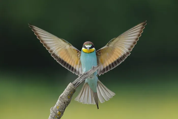Framed Print : Bee-eater (Merops apiaster), Sierra de Grazalema Natural Park, southern Spain, April Framed Print : Bee-eater (Merops apiaster), Sierra de Grazalema Natural Park, southern Spain, April