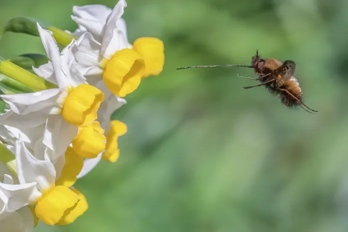 Framed Print : Bee fly (Bombylius major) in flight, approaching Dwarf narcissus (Narcissus canaliculatus) flowers, Monmouthshire Wales, UK. March. Cropped Framed Print : Bee fly (Bombylius major) in flight, approaching Dwarf narcissus (Narcissus canaliculatus) flowers, Monmouthshire Wales, UK. March. Cropped