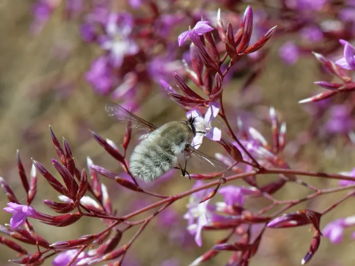 Framed Print : Bee fly (Dischistus sp.) hovering to feed on Pink immortelle (Limonium insigne) flower, Cabo de Gata-Nijar Natural Park, Almeria, Spain. March Framed Print : Bee fly (Dischistus sp.) hovering to feed on Pink immortelle (Limonium insigne) flower, Cabo de Gata-Nijar Natural Park, Almeria, Spain. March