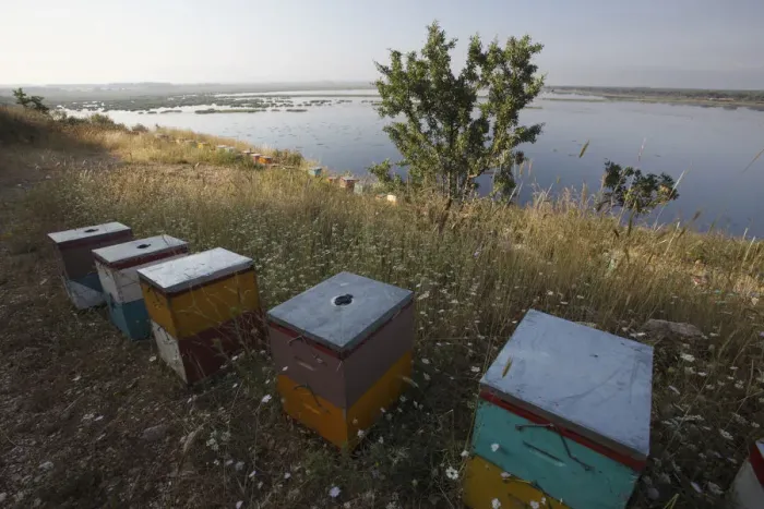 Framed Print : Bee hives on the edge of a lake near Patras, The Peloponnese, Greece, May 2009