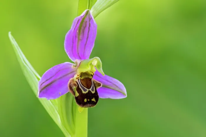 Framed Print : Bee orchid (Ophrys apifera) in flower in spring, La Brenne, Indre, France. May Framed Print : Bee orchid (Ophrys apifera) in flower in spring, La Brenne, Indre, France. May