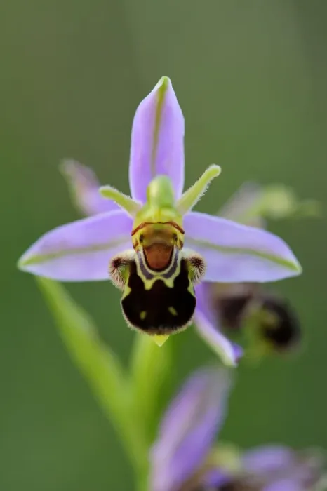 Framed Print : Bee Orchid (Ophrys apifera). Lorraine Regional Natural Park, Lorraine, France, June Framed Print : Bee Orchid (Ophrys apifera). Lorraine Regional Natural Park, Lorraine, France, June