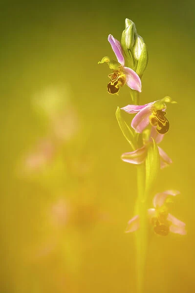 Bee orchid (Ophrys apifera), Powerstock Common, Dorset Wildlife Trust, Dorset, England, UK. June