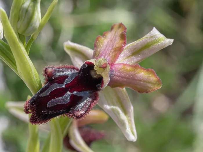 Framed Print : Bee orchid (Ophrys x angelensis) a hybrid between Ophrys incubacea and Ophrys promontorii, in flower, Gargano, Puglia, Italy. April Framed Print : Bee orchid (Ophrys x angelensis) a hybrid between Ophrys incubacea and Ophrys promontorii, in flower, Gargano, Puglia, Italy. April