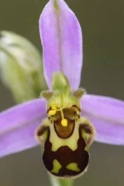 Bee orchid (Ophyrus apifera) flower, Burren National Park, County Clare, Ireland