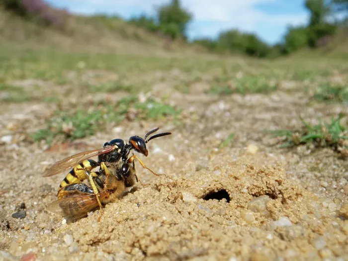 Framed Print : Bee wolf / Bee-killer wasp (Philanthus triangulum) female, at entrance to nest burrow with paralysed Honey bee (Apis mellifera) prey, Dorset, England, UK. August Framed Print : Bee wolf / Bee-killer wasp (Philanthus triangulum) female, at entrance to nest burrow with paralysed Honey bee (Apis mellifera) prey, Dorset, England, UK. August