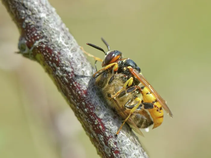 Framed Print : Bee wolf / Bee-killer wasp (Philanthus triangulum) female, resting on a plant stem with paralysed Honey bee (Apis mellifera) prey, Dorset, England, UK. August Framed Print : Bee wolf / Bee-killer wasp (Philanthus triangulum) female, resting on a plant stem with paralysed Honey bee (Apis mellifera) prey, Dorset, England, UK. August