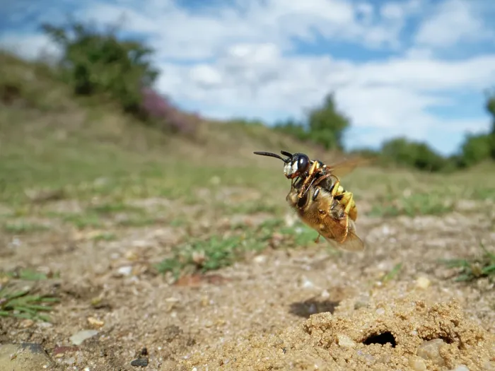 Framed Print : Bee wolf / Bee-killer wasp (Philanthus triangulum) female, in flight carrying paralysed Honey bee (Apis mellifera) prey, Dorset, England, UK. August Framed Print : Bee wolf / Bee-killer wasp (Philanthus triangulum) female, in flight carrying paralysed Honey bee (Apis mellifera) prey, Dorset, England, UK. August