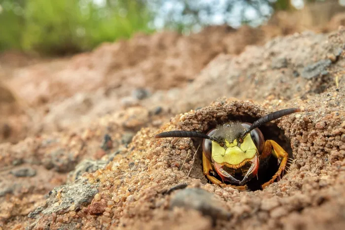 Framed Print : Bee wolf (Philanthus triangulum) peering out of burrow entrance, excavated in sandy soil, Nottinghamshire, UK. July